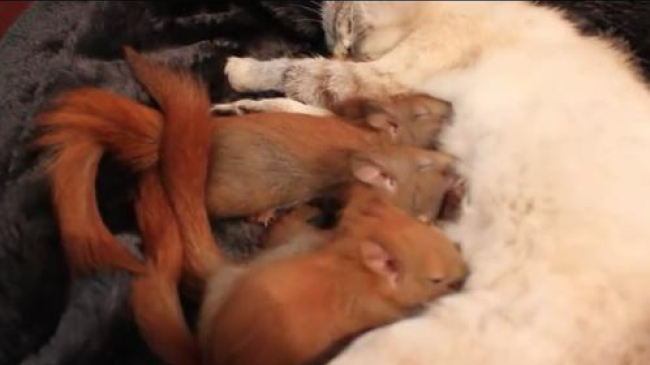 Nu există copii străini