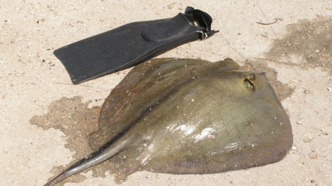 Почему в одесском море стали появляться опасные скаты