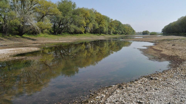 Cod galben de secetă