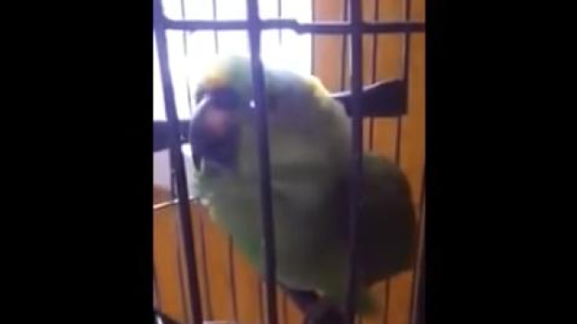 Ce a învățat un papagal după apariția copilului în familie