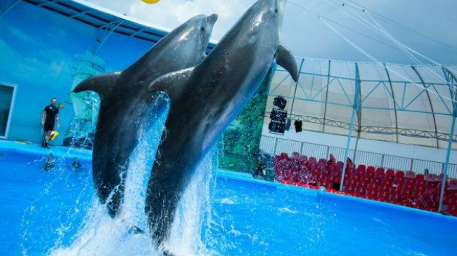 Кишиневский дельфинарий с 25 сентября закрывается