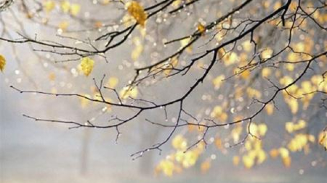 Cod galben de ploi puternice