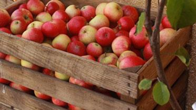 Мeniul grădinițelor din Soroca, Drochia și Rîșcani, îmbogățit cu mere