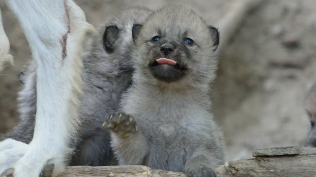 Grădina Zoologică din Chișinău completată cu trei lupoaice