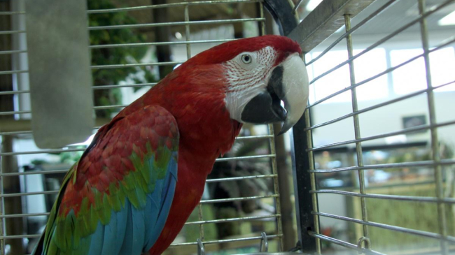 Ca-n filme. O femeie divorțează după ce papagalul i-a dezvăluit că soțul o înșală