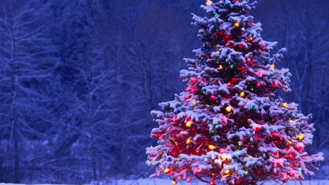 Moş Crăciun ne- aduce bradul