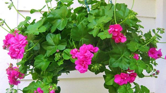 Названы самые опасные для детей комнатные растения