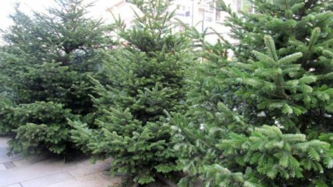 La ce să fii atent dacă îţi cumperi brad natural de Crăciun