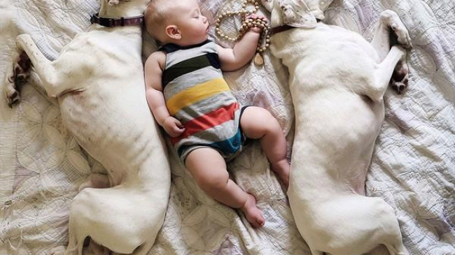 Самые теплые друзья. Мама придумала трогательный фотопроект с малышом и собаками