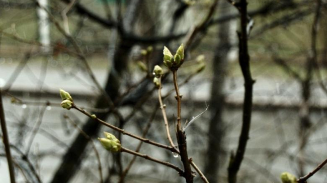Февраль в Молдове будет самым теплым месяцем зимы