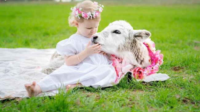 Двухлетняя девочка и осиротевший теленок стали лучшими друзьями