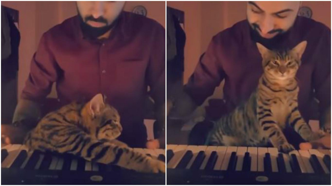 Кот из Турции покорил сеть любовью к музыке