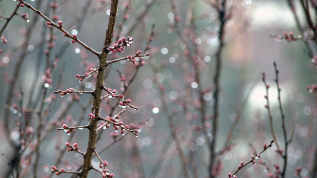 Теплая погода сохраняется, но начинаются дожди