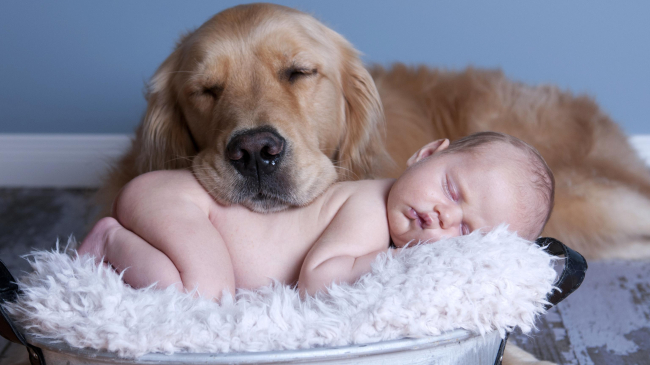 Animale de companie reduc incidența alergiilor și obezității la copii