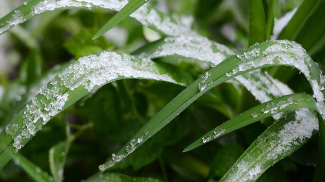 На этой неделе ожидаются заморозки и дожди