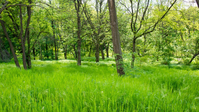 Настоящая весна вернется в Молдову после 25 апреля