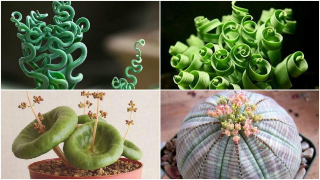 10 plante de cameră pe care nu le-ați mai văzut până acum!