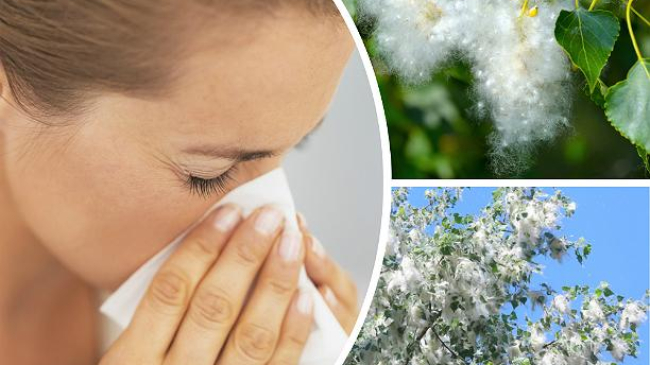 Тополиный пух: практические советы для борьбы с аллергией