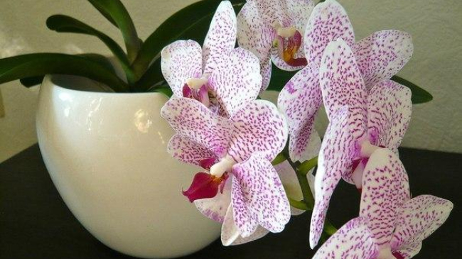 Магическое значение орхидеи в Вашем доме. Вы даже не представляете, что она может принести