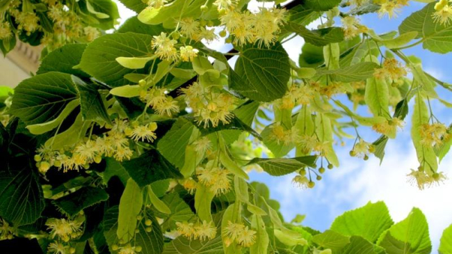 Duminica Mare: obiceiuri și tradiții