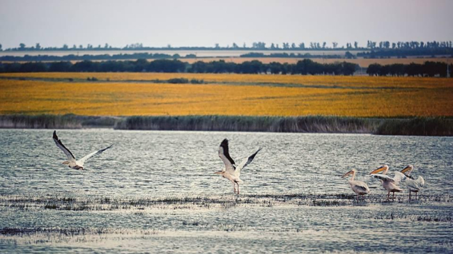 Imagini care îți taie respirația! Descoperă raiul pelicanilor din sudul Moldovei