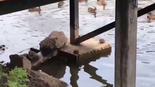 Invazie de șobolani în parcul Dendrarium din Capitală. Atacă rațele, iar oamenii sunt îngroziți (VIDEO)