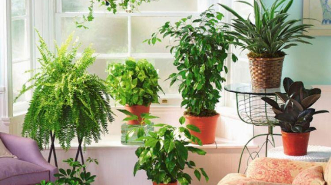 8 motive pentru care ar trebui să ai plante de cameră
