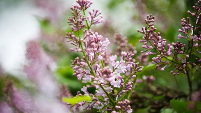 Natura are regulile sale! La sfârşit de vară a înflorit LILIACUL (FOTO)