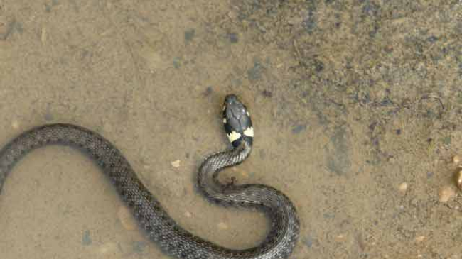 Șerpi și condiții dezastruoase la un spital din Șoldănești