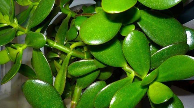 Și tu ai un Pom cu bani în casă? Deci, află ce uzi și ce crești...