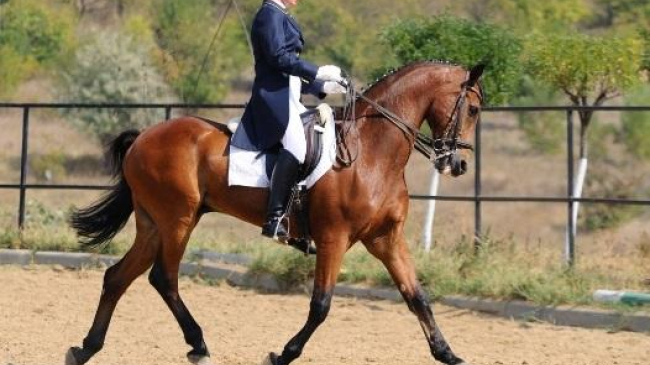 La Budeşti vor avea loc competiţii de hipism spectaculoase