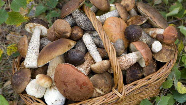 Число случаев отравления грибами растет