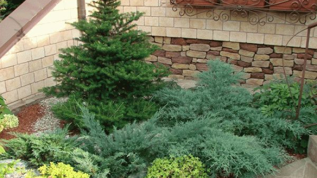 Никогда не сажайте ЕЛЬ возле дома! ПРИЧИНА вас удивит!