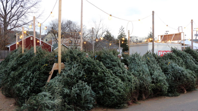 Aproape 58 de mii de pomi de Crăciun vor fi scoși la vânzare de Moldsilva
