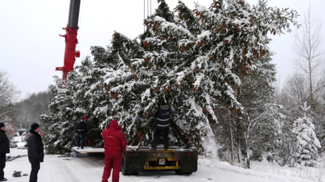 Bradul buclucaș. Încă nu se știe dacă va ajunge la timp la Chișinău