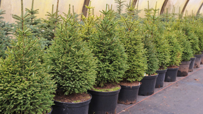 Новогоднюю елку можно взять в аренду: экологично и выгодно