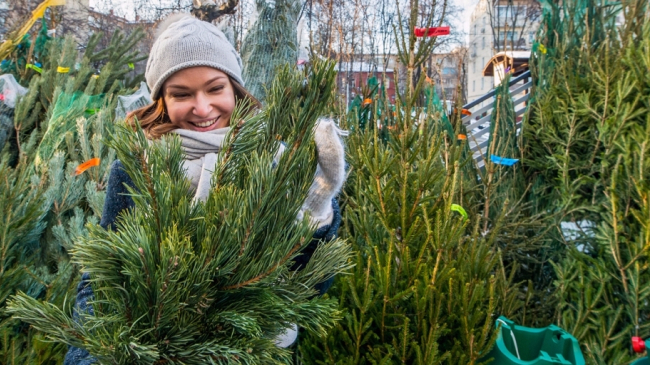 Столичная страшилка: живая елка в доме с клещами