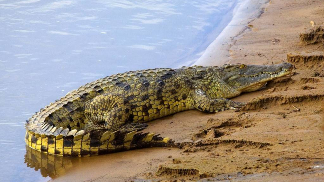 Крокодил утащил под воду ребенка в Мексике