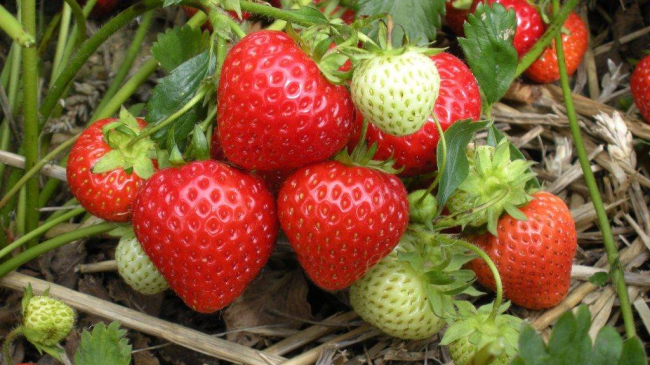 În satul Grătieşti se coc căpşunele în plină iarnă