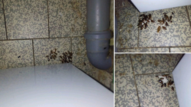 В Институте матери и ребенка расплодились тараканы