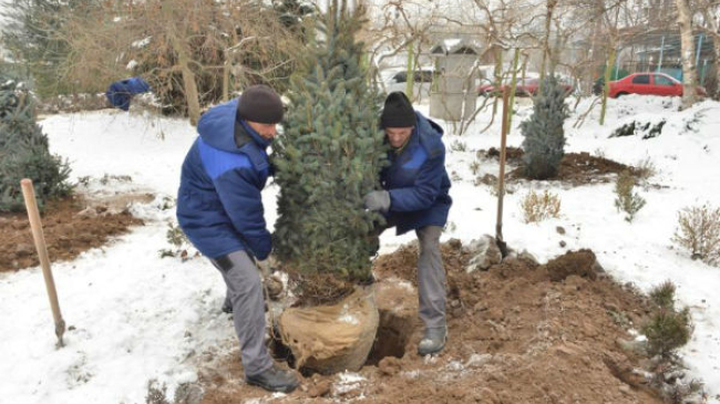 În parcul Dendrariu a apărut o alee de brazi