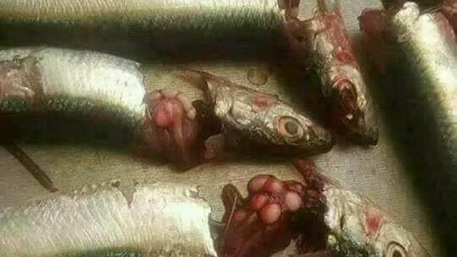 Imagini virale pe internet. Poți muri de la peștele din comerț