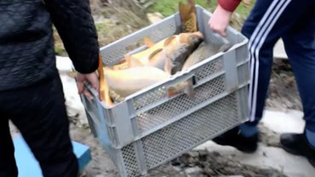 Peste trei tone de pește vor fi distruse după ce au fost păstrate în condiții antisanitare