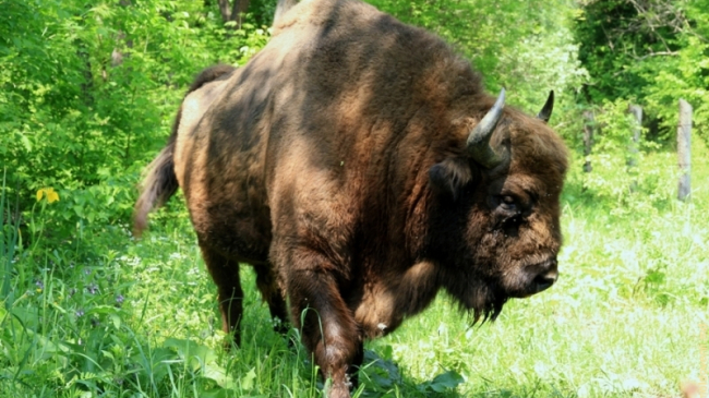 Rezervația „Pădurea Domnească” - o perlă a plaiului moldav