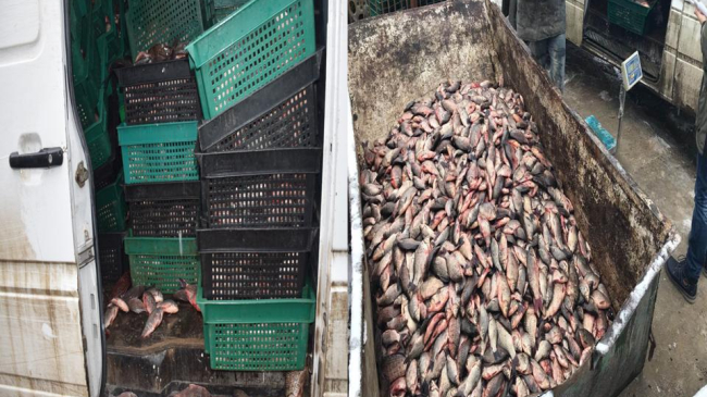 Planificau să vândă pește necomestibil la Piața Centrală