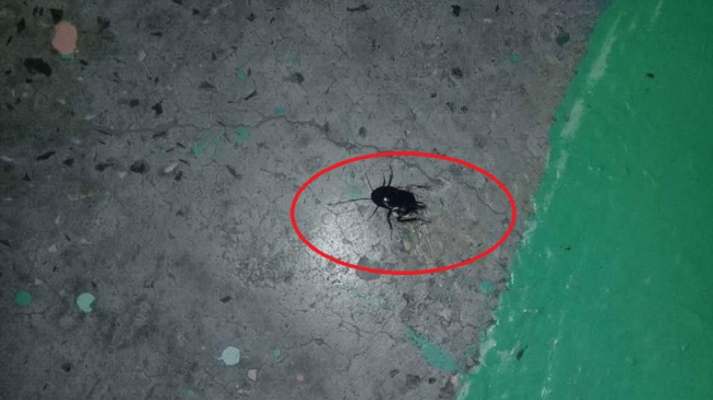 Gândaci la bucătăria și în dulapurile unei grădinițe din Capitală