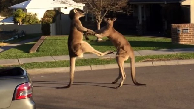 Эти кенгуру решили поколотить друг друга прямо посреди жилого квартала в Австралии