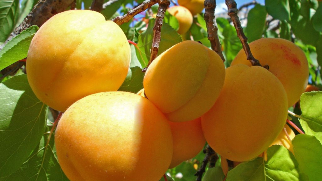 3 beneficii pe care le au caisele pentru sănătatea ta