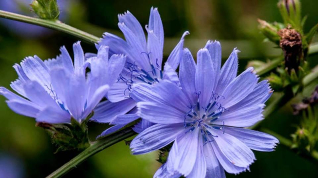 Cele mai folositoare plante de pe meleagurile noastre