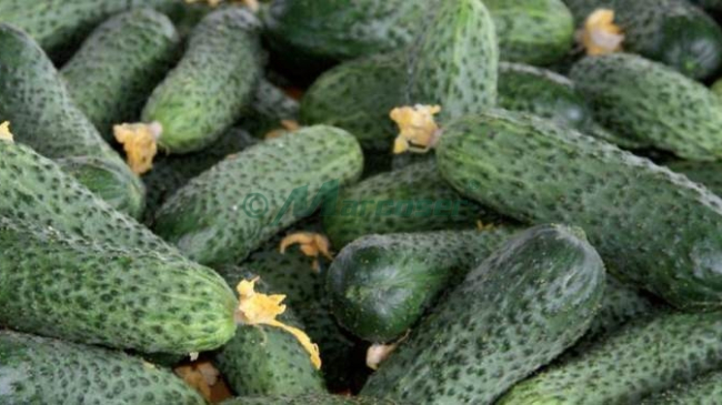 2 soluții eficiente să scapi de gustul amar al castraveților